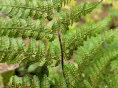 Dryopteris campyloptera