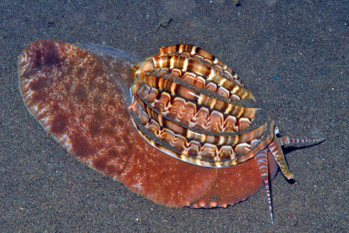 Harpa major — seen at this dive site