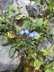 Myosotis alpestris