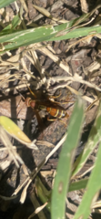 Polistes dorsalis dorsalis