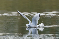 Chroicocephalus philadelphia