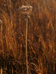 Allium ledebourianum