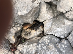 Algyroides nigropunctatus