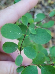 Symphoricarpos orbiculatus