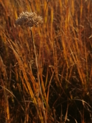 Allium ledebourianum