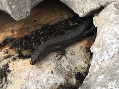 Algyroides nigropunctatus