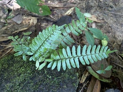 Bolbitis appendiculata