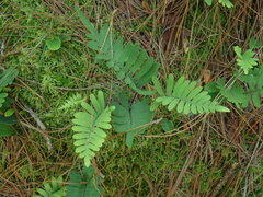 Polypodioideae