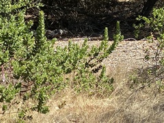 Arctostaphylos regismontana