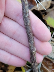 Symphoricarpos orbiculatus