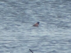 Carcharhinus melanopterus