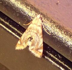 Eoparargyractis irroratalis