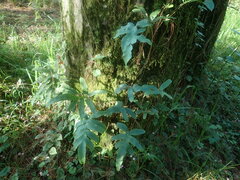 Polypodioideae