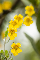 Tropaeolum brachyceras