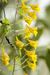 Tropaeolum brachyceras