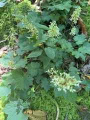 Heuchera