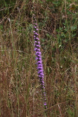 Liatris pilosa