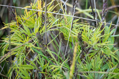 Cenolophium denudatum