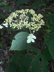 Hydrangea arborescens