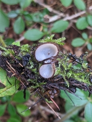 Humaria hemisphaerica