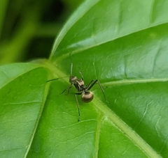 Polyrhachis illaudata