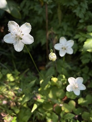 Parnassia asarifolia