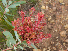 Protea witches broom phytoplasma