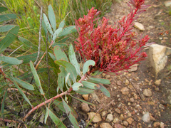 Protea witches broom phytoplasma