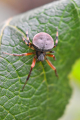 Araneus thaddeus