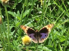 Junonia orithya wallacei
