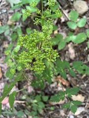 Angelica triquinata