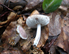 Mycena pura