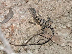 Diporiphora australis