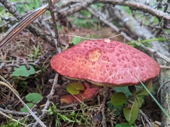 Suillus spectabilis