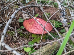 Suillus spectabilis