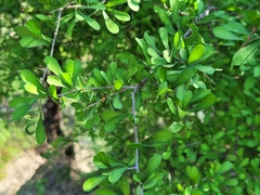 Condalia hookeri