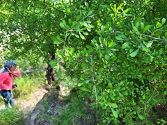 Condalia hookeri