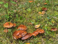 Suillus spectabilis