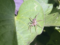 Pardosa pseudoannulata