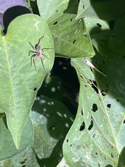 Pardosa pseudoannulata