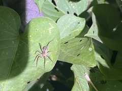 Pardosa pseudoannulata