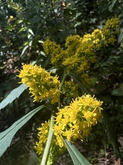 Solidago curtisii