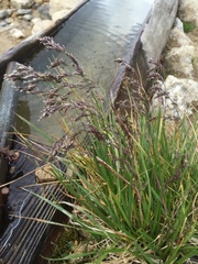 Poa alpina