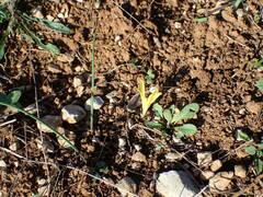 Sternbergia colchiciflora