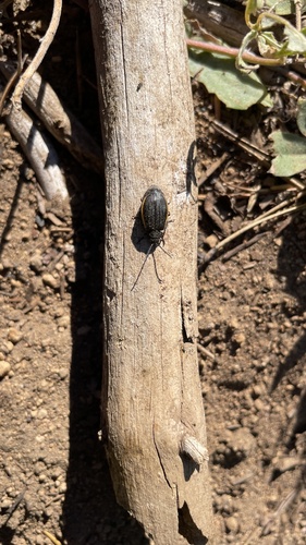 Galeruca rudis photo 3