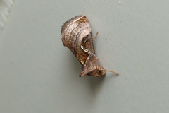 Dactyloplusia impulsa