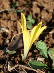 Sternbergia colchiciflora
