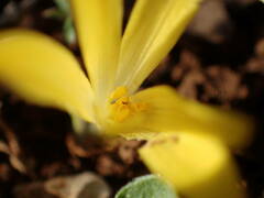 Sternbergia colchiciflora