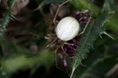 Enoplognatha ovata