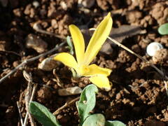 Sternbergia colchiciflora